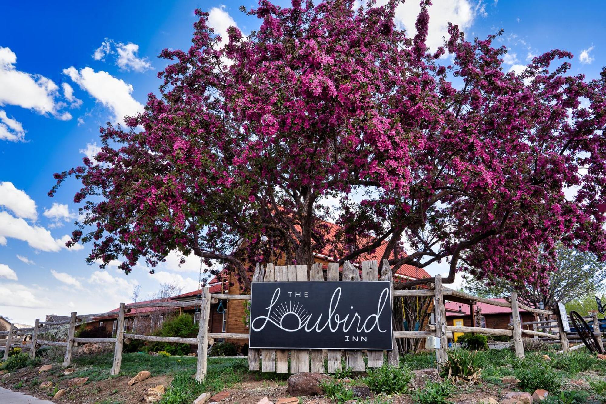 The Loubird Inn Escalante Exterior foto